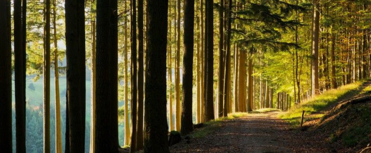 Esplora il fascino incantato della <strong>Foresta Nera e dell'Alsazia</strong>